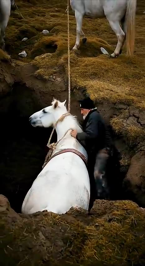 Animal' Helping Animals