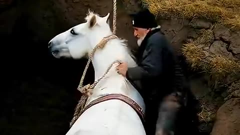 Animal' Helping Animals