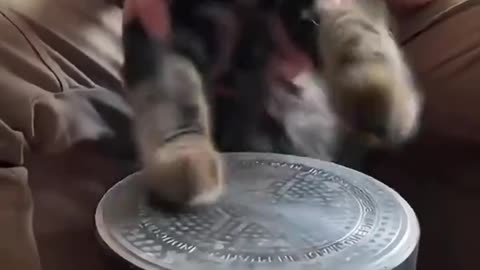 The Funny Cats