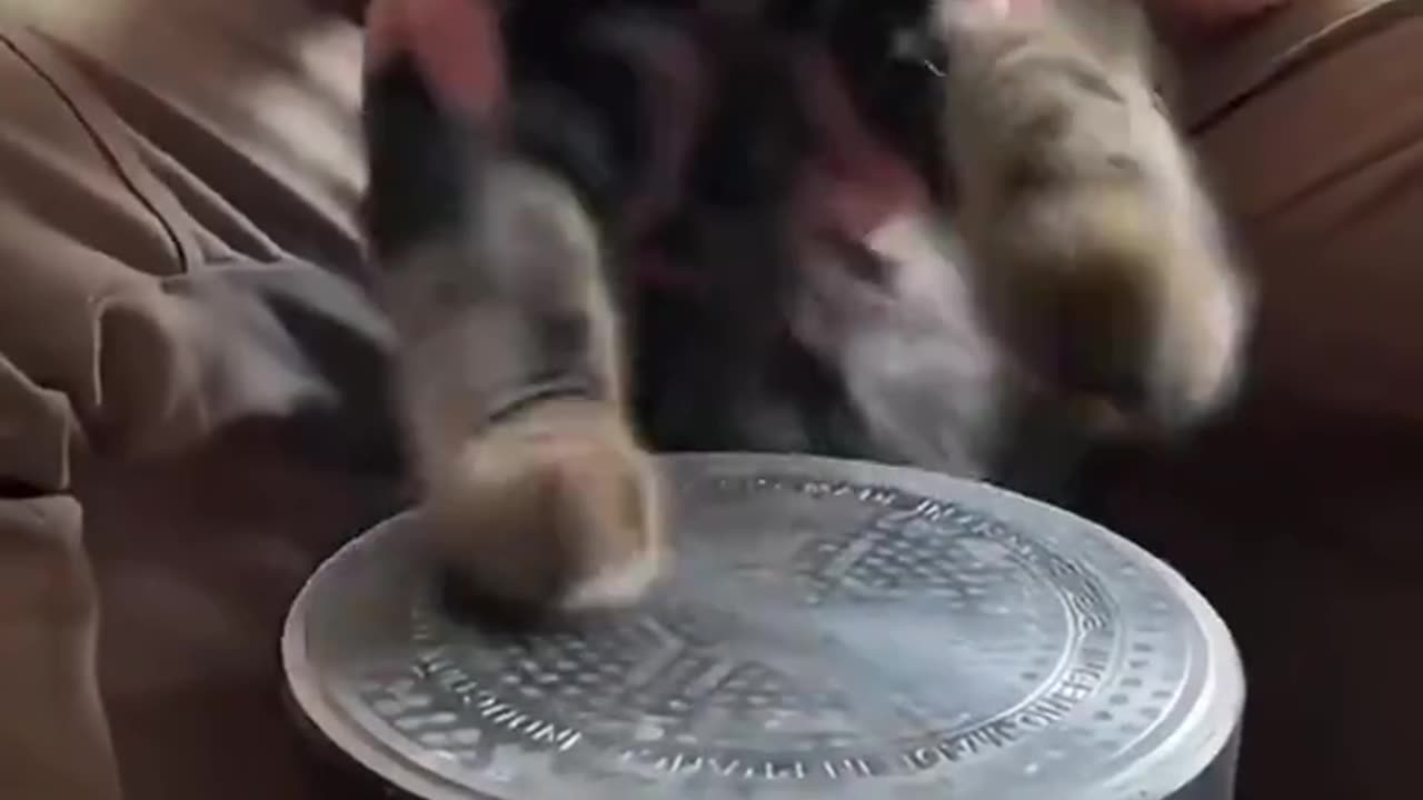 The Funny Cats