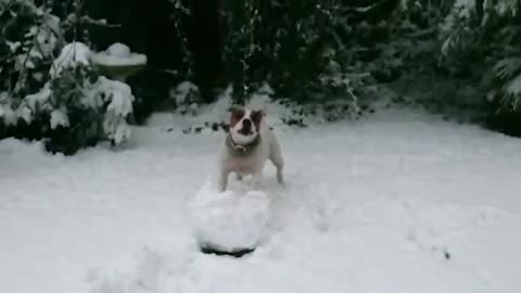 Funny Animals Reacted to Crazy Weather