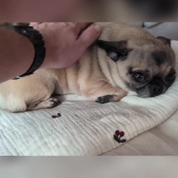 Exploring Shibuya: Rare Encounters and Card Games