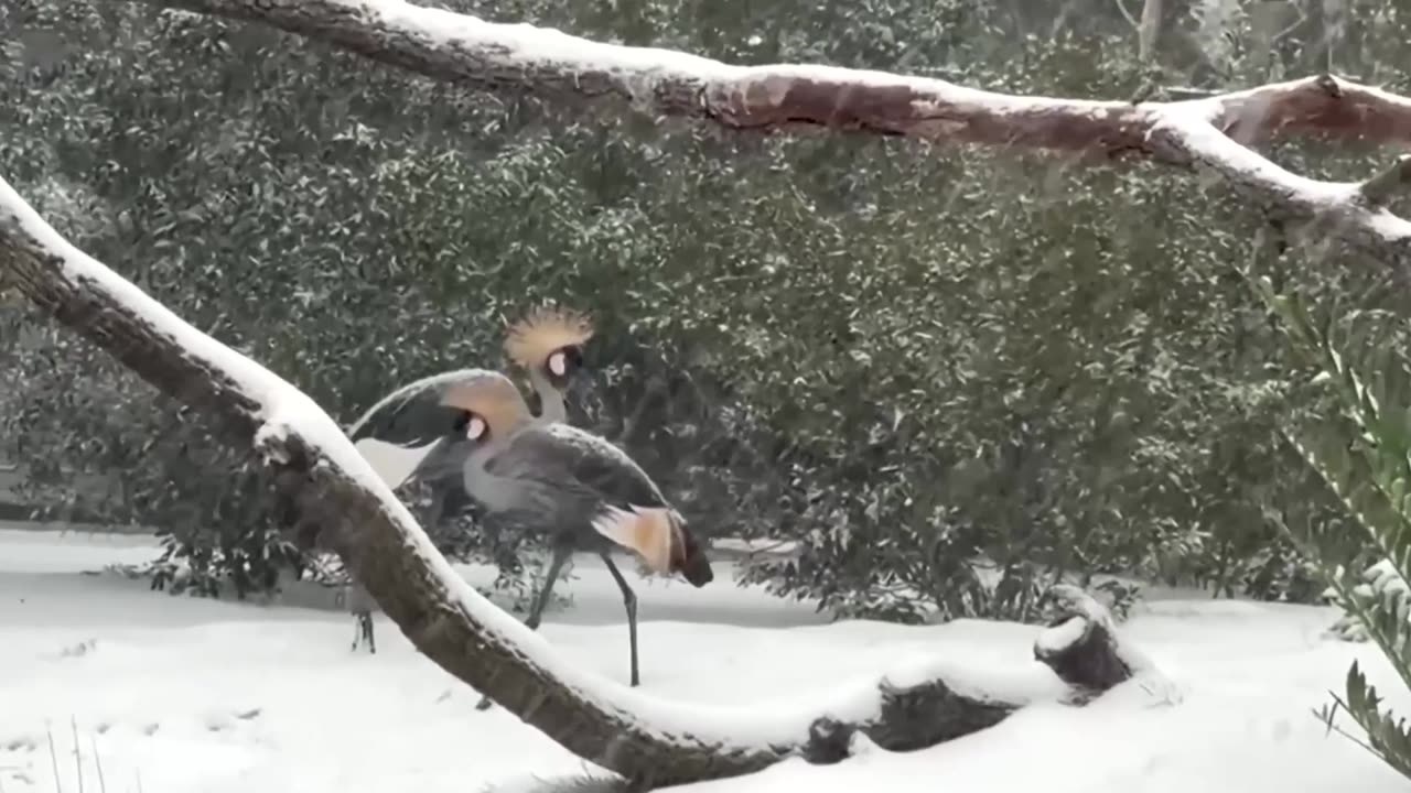 Houston Zoo animals enjoy rare snowfall in Texas