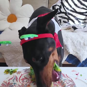 Dog's Nutritious Mealtime: Scientific Feeding for Better Health