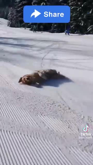 Best Funny Animal Videos of 2022😂Funniest Animal Cat& Dog 2022😹#shorts #funny #cat #comedy #whatsapp