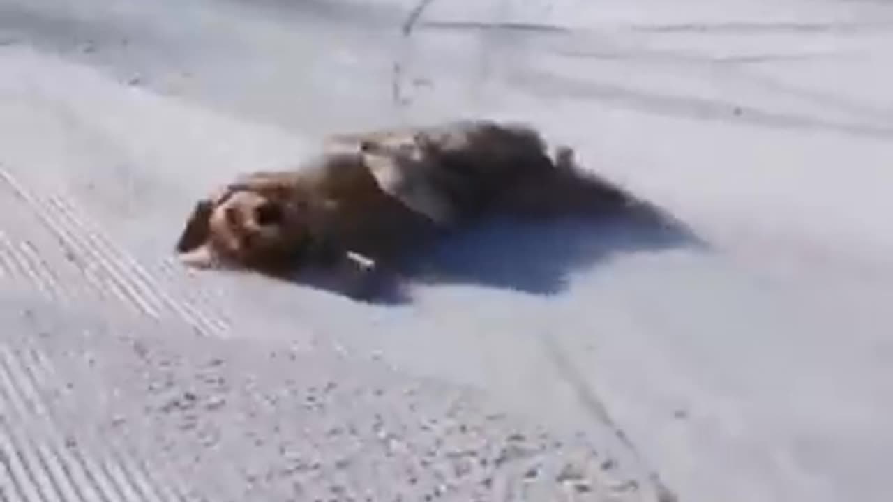 Best Funny Animal Videos of 2022😂Funniest Animal Cat& Dog 2022😹#shorts #funny #cat #comedy #whatsapp