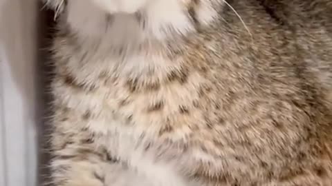 The sounds one year old lynx makes