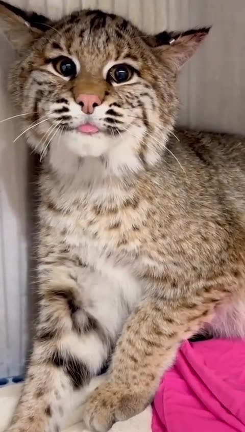 The sounds one year old lynx makes