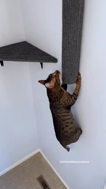 I Built A Cat Wall Playground