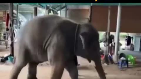 When animals meet the vibe of music
