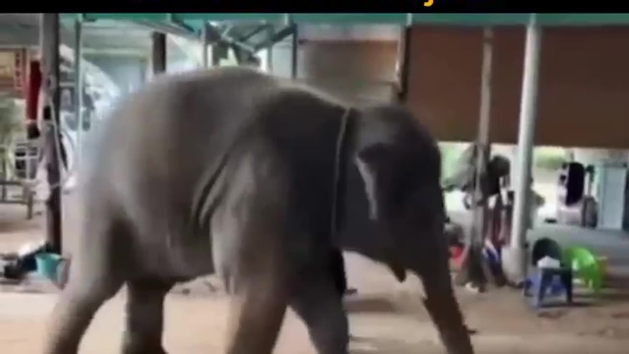 When animals meet the vibe of music
