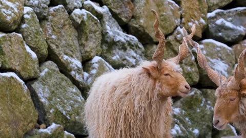 Just nice and lovely animals