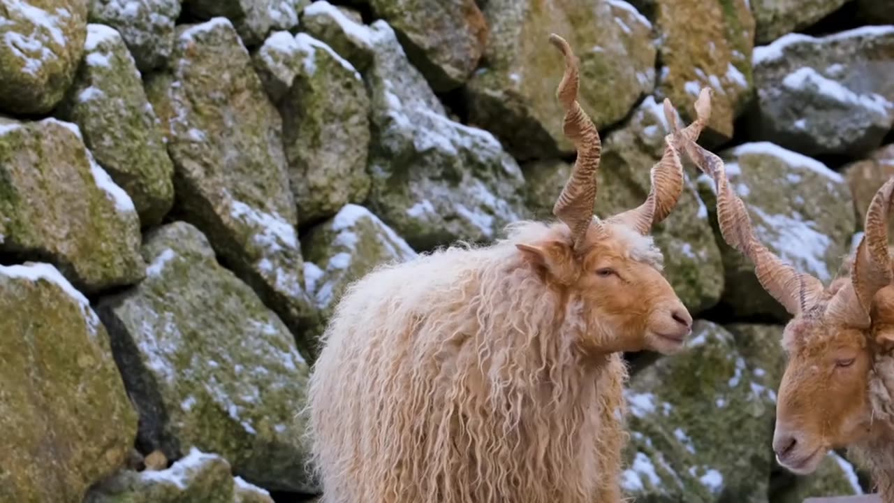 Just nice and lovely animals