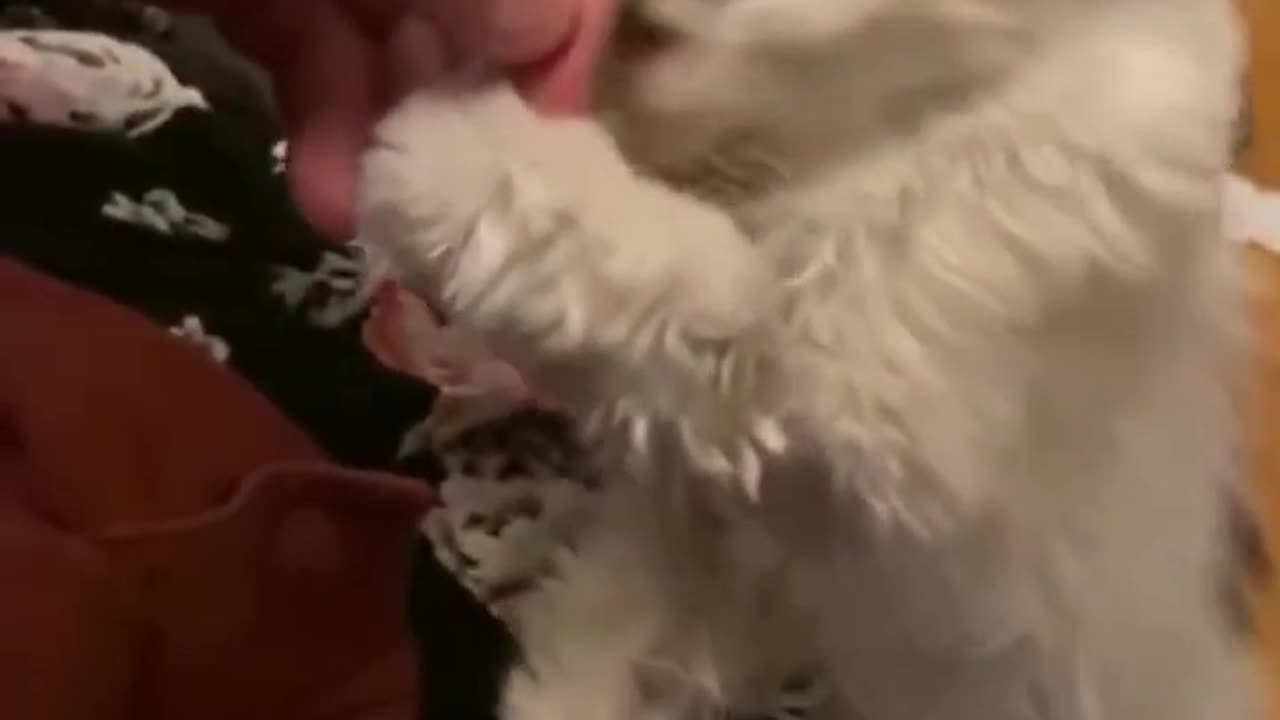 😮✨ See What a 29-Year-Old Cat Looks Like! | FeedMyCuriosity