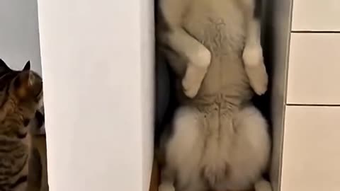 really cats afraid to other animals_ #cat #trolledit #trollface #shorts