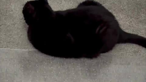 Cute Precious Piper Thinks of Starting a French Bakery - My Adopted Shelter Cat Vlog #shorts