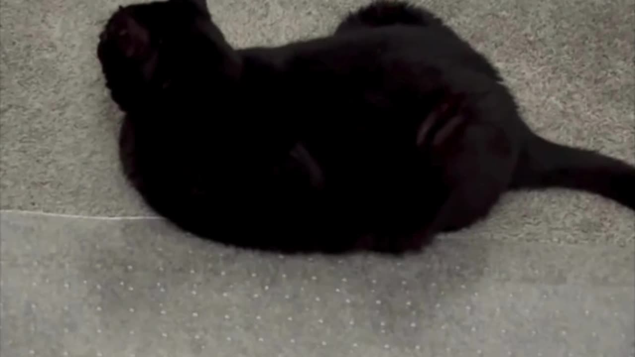 Cute Precious Piper Thinks of Starting a French Bakery - My Adopted Shelter Cat Vlog #shorts