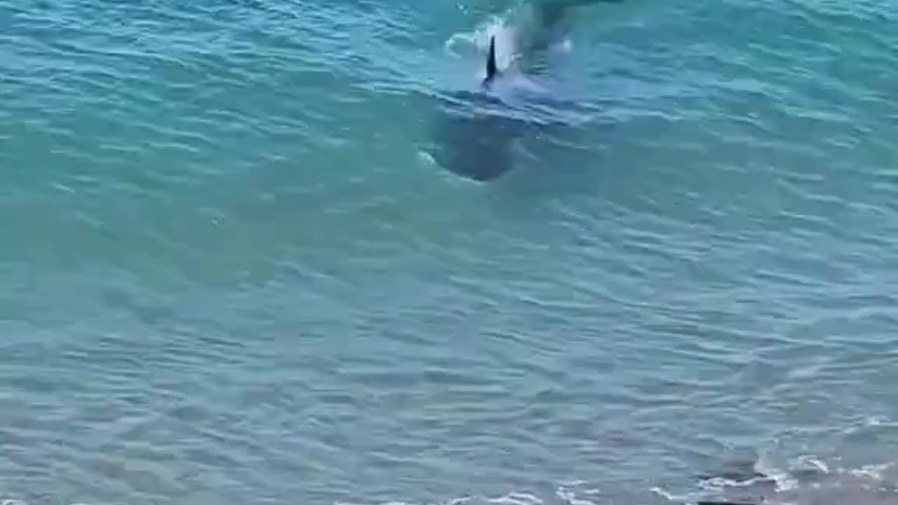 Orcas are the apex predator of the ocean