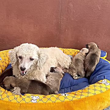she was asking for help, to save her cubs 🥺❤️