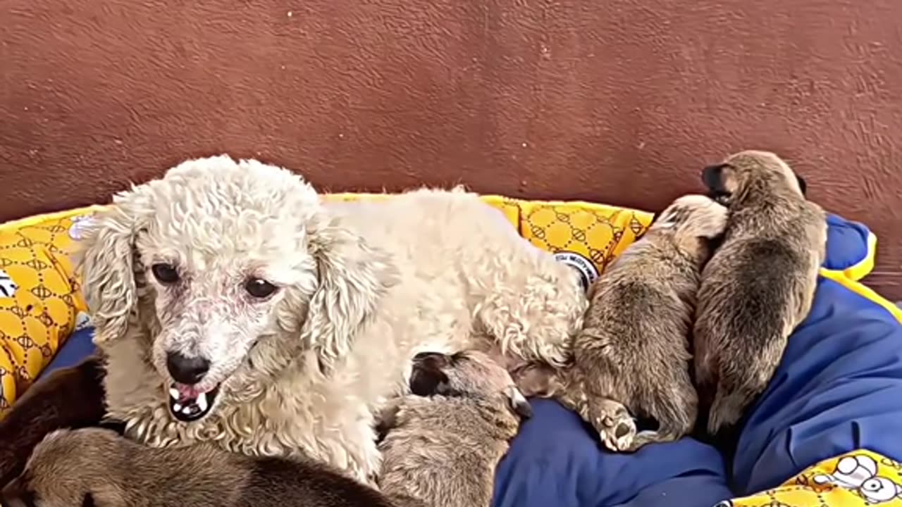 she was asking for help, to save her cubs 🥺❤️