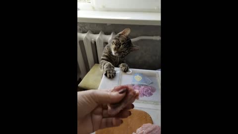 Super kitty.