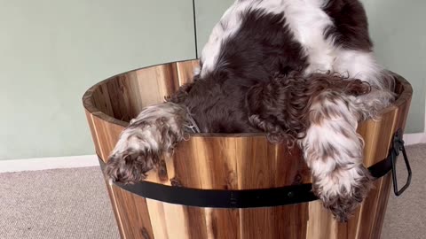 Bonnie and Simba Hide in a Bucket