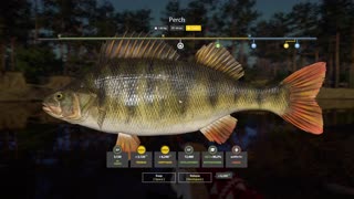 RF4 – Trophy Perch on a Winding Rivulet