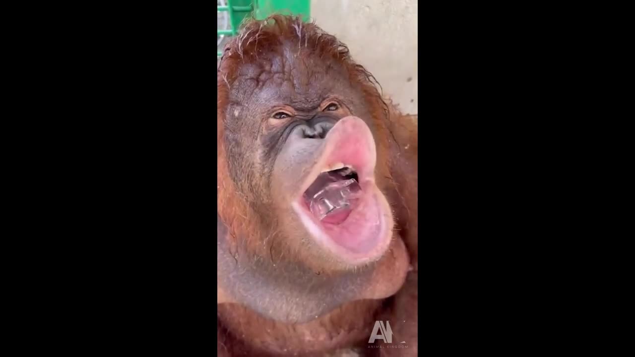 Funniest Animals - Best Of The 2024 Funny Animal Videos 😁 - Cutest Animals Ever