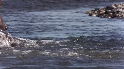 7.BBC.Life-Lovci a koryst