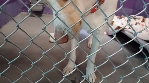 Colt 3y Pet Id 948519 kennel 19 HSSAZ shelter_20251017_155445473