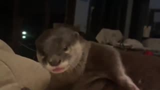 Fat Otter
