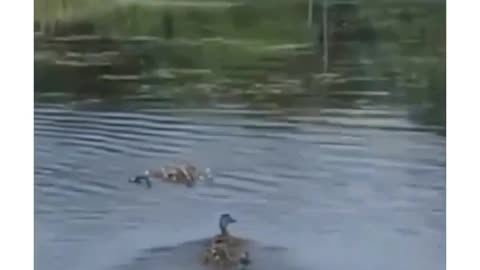 😮🦆 Duck Adopts Orphaned Ducklings! | FeedMyCuriosity