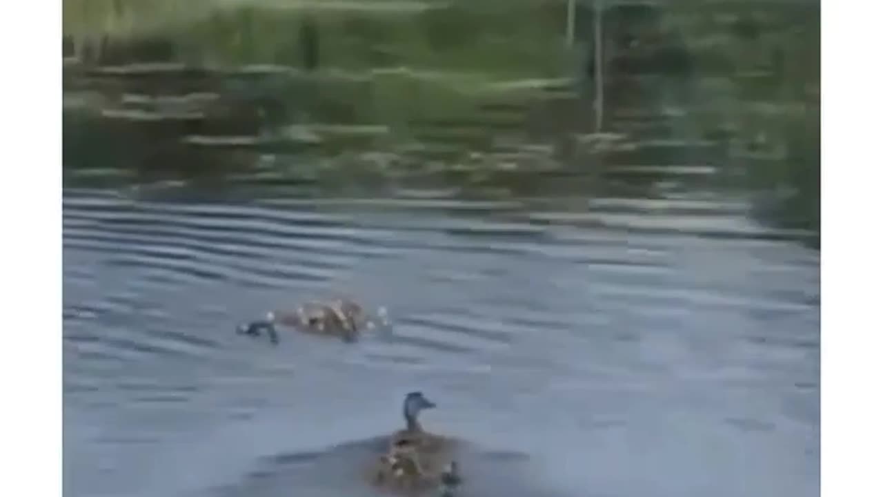 😮🦆 Duck Adopts Orphaned Ducklings! | FeedMyCuriosity