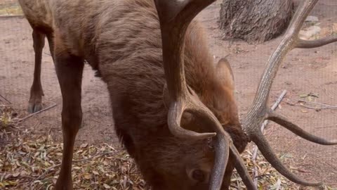 Bull Elk Snacks On Fallen Leaves