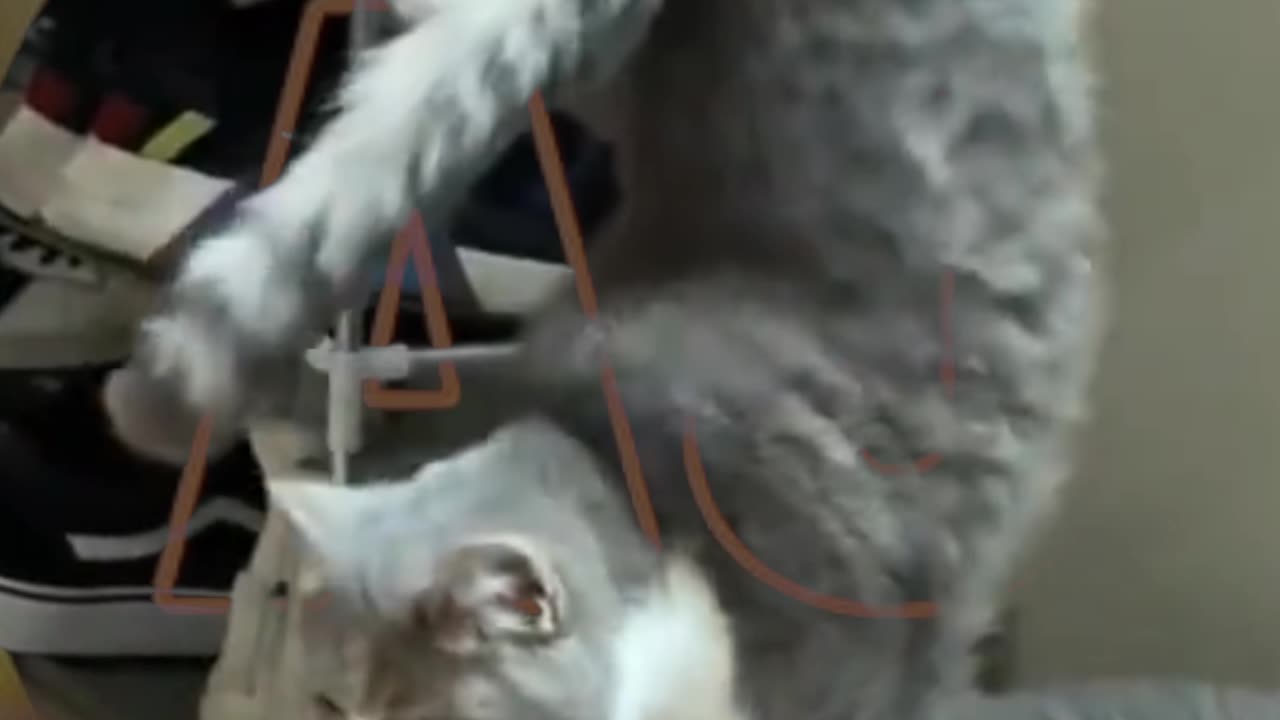 Funny video of