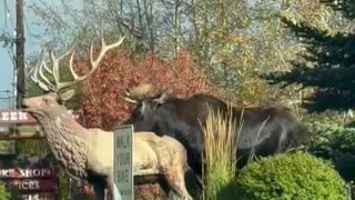😂🦌 Moose Goes Wild with Elk Statue! | FunFM