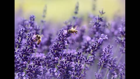 Bees Buzzing in the Garden | 8 Hours of Bee Sounds for Sleep, Relaxation, and Meditation