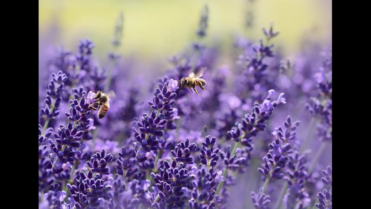 Bees Buzzing in the Garden | 8 Hours of Bee Sounds for Sleep, Relaxation, and Meditation