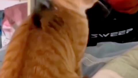 Funny video of a squirrel hiding behind a cat's head video 2025 skc.com 122