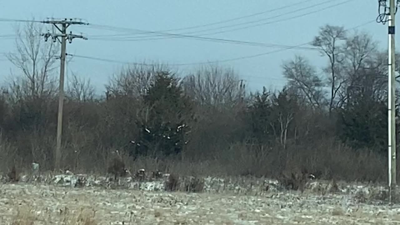Bird Hovers In One Place