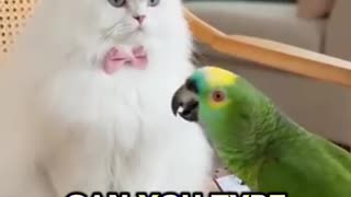 Parrot 🦜 Job Recruitment..Meow!