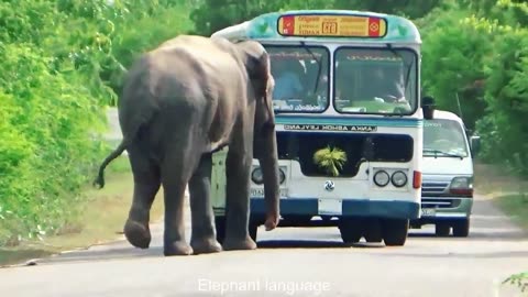 wild Elephant Attack To Bus After Bus Out Of The Road