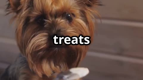 Foods You Should NEVER Feed Your