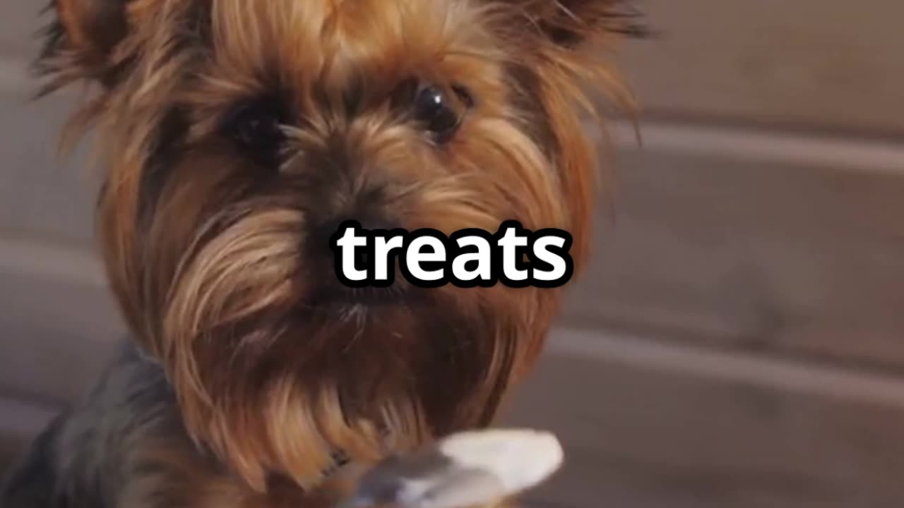 Foods You Should NEVER Feed Your