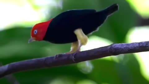 RED CAPPED MANAKIN