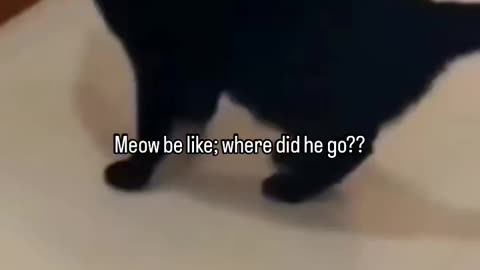 Meow be like; where did he go??