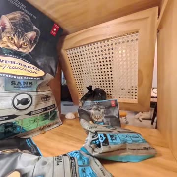 Cat burglar in action