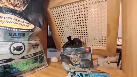 Cat burglar in action