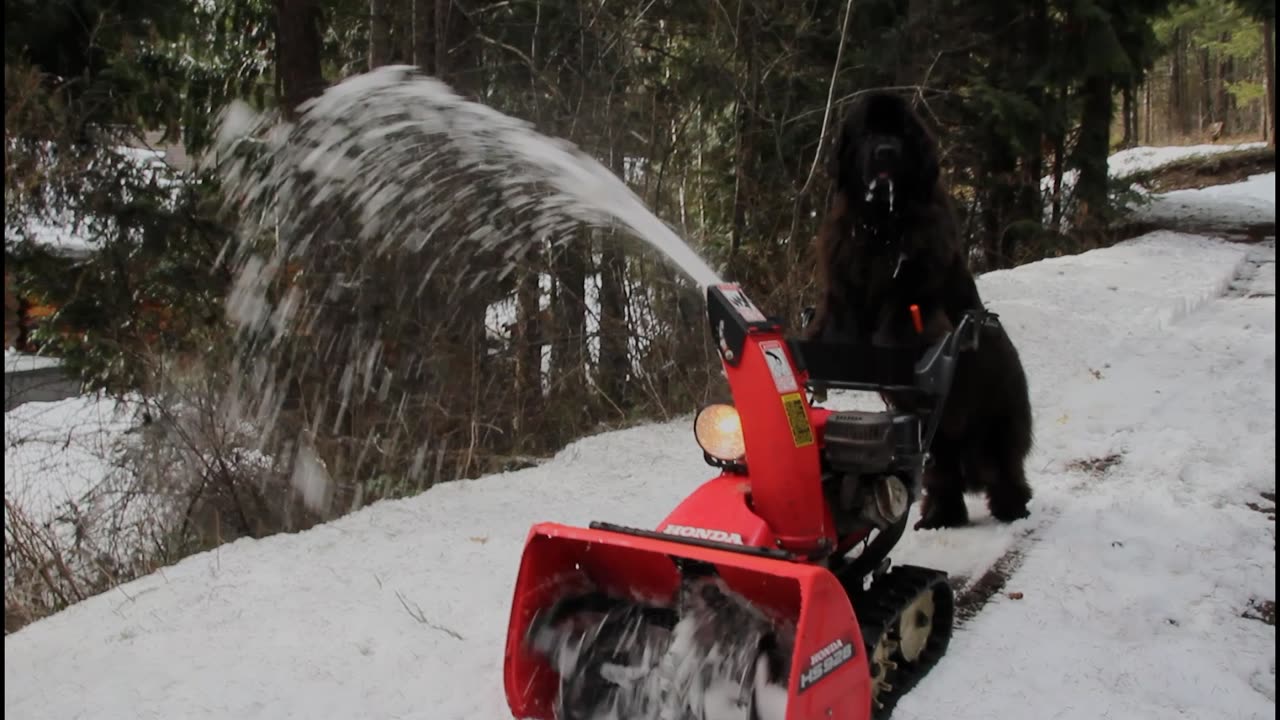 Newfoundland Dog Operates Snow Blower