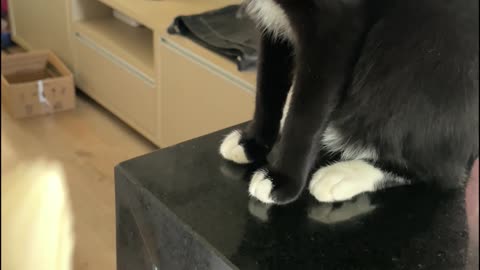 Cat Gags At Banana's Smell